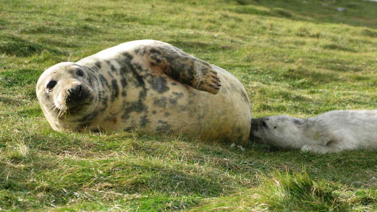 Zeehondenpup drinkt melk bij moeder