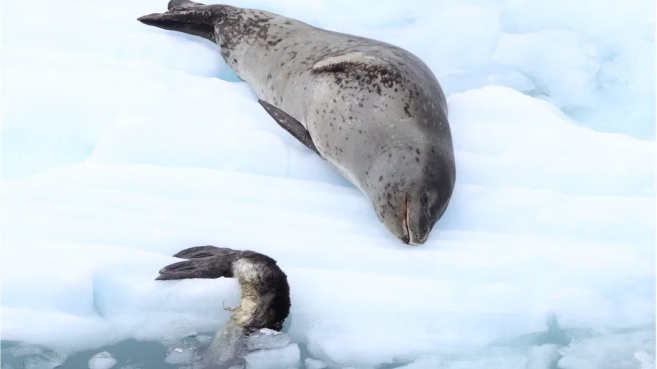 zeeluipaardmoeder met overleden jong