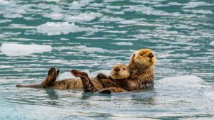 Twee zwemmende zeeotters