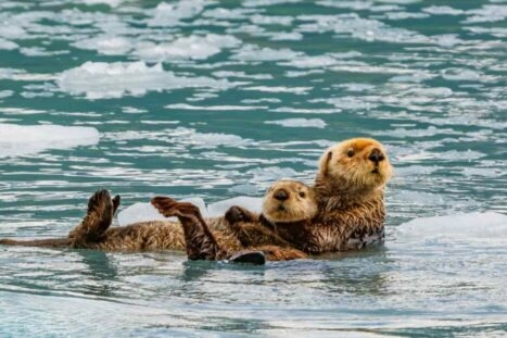 Twee zwemmende zeeotters