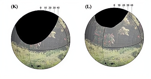 Links het zicht van een mannatjesfazant tijdens de baltsperiode, rechts het zicht van een vrouwtje