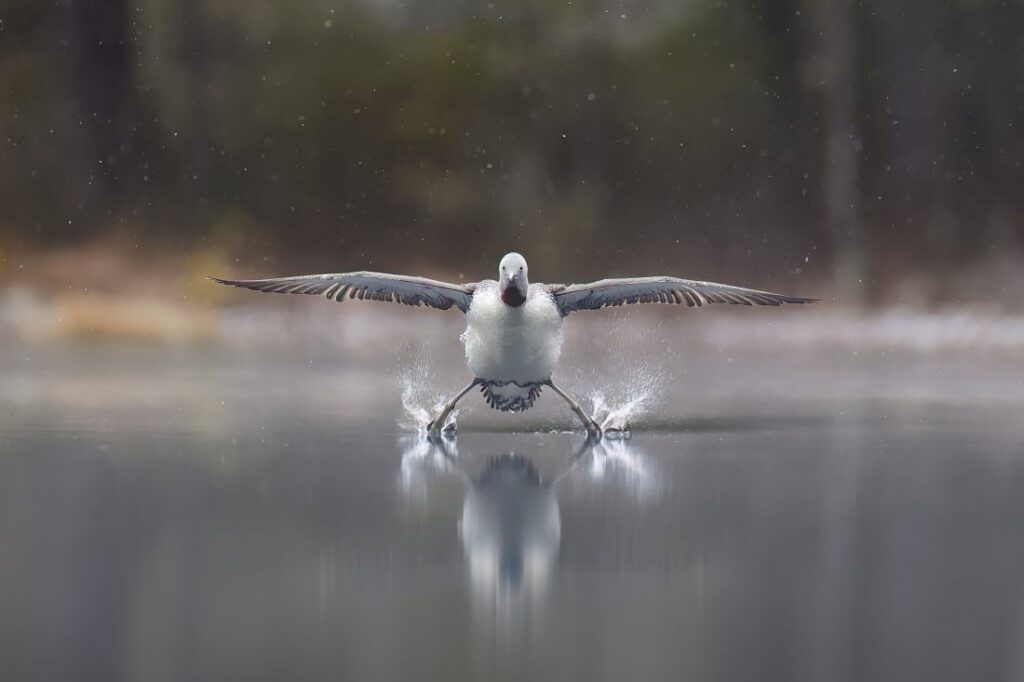 Een roodkeelduiker in tijdens een landing op het water in Finland. 