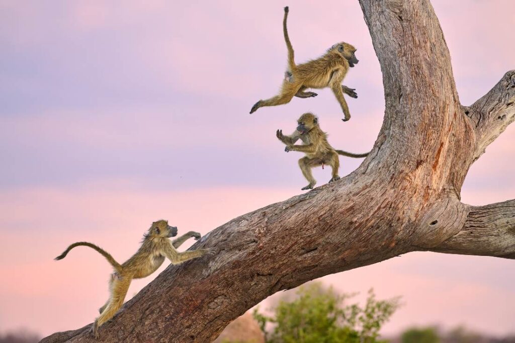 Spelende bavianen in een boom in het Hwange Nationaal Park in Zimbabwe, hoog geprezen bij comedy wildlife awards