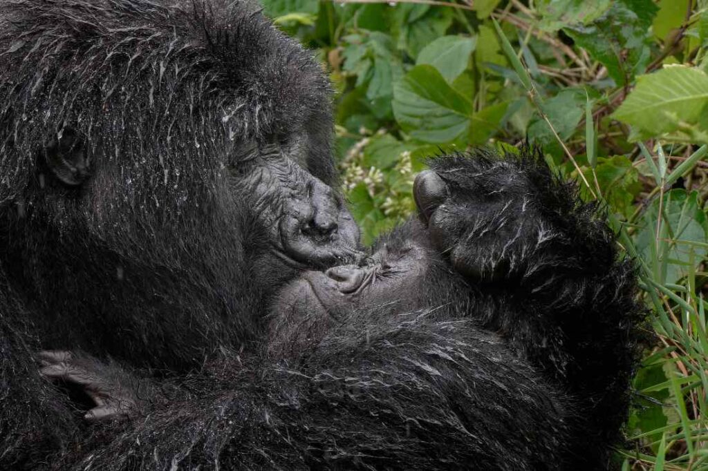 Een moedergorilla in het Virunga-gebergte in Rwanda geeft haar kind een kusje, maar hij/zij lijkt er niet zo blij mee.