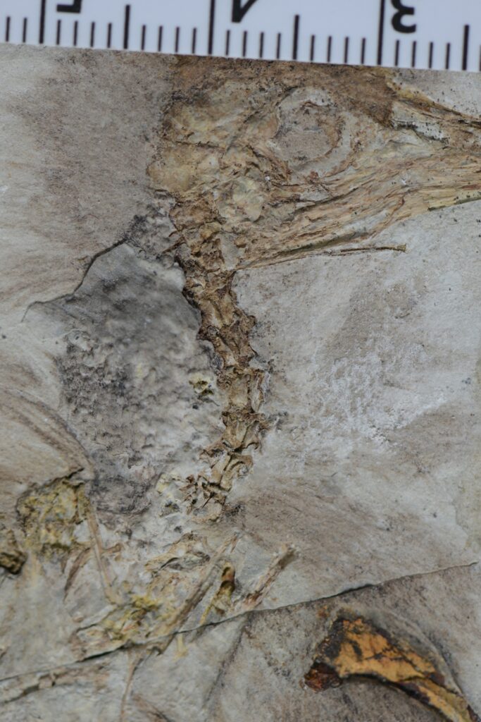 Het fossiel van de vogel Chromeornis funkyi