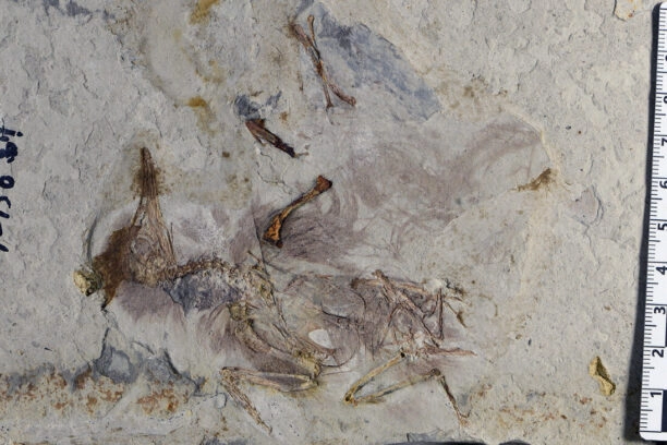 Het fossiel van de vogel Chromeornis funkyi