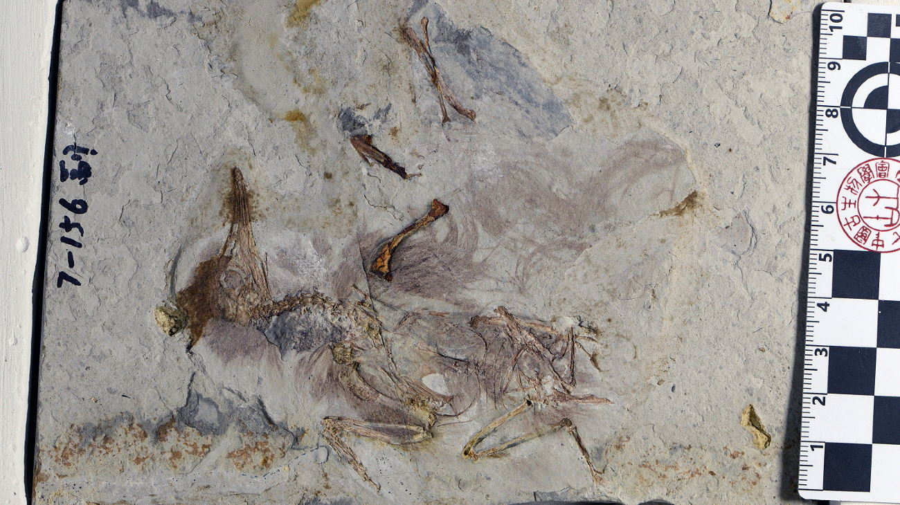 Het fossiel van de vogel Chromeornis funkyi