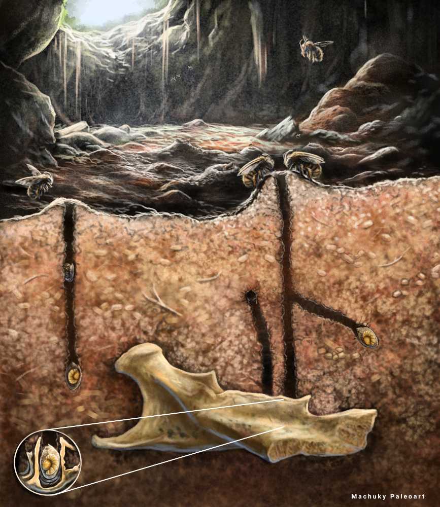 Illustratie van de bijen, de nesten en het kaakbot in de grot