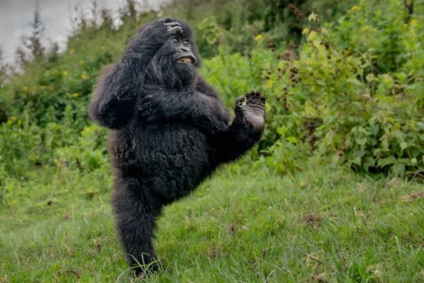 Dansende gorilla, deze foto is de winnaar van de Comedy Wildlife Awards 2025