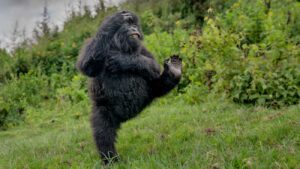Dansende gorilla, deze foto is de winnaar van de Comedy Wildlife Awards 2025
