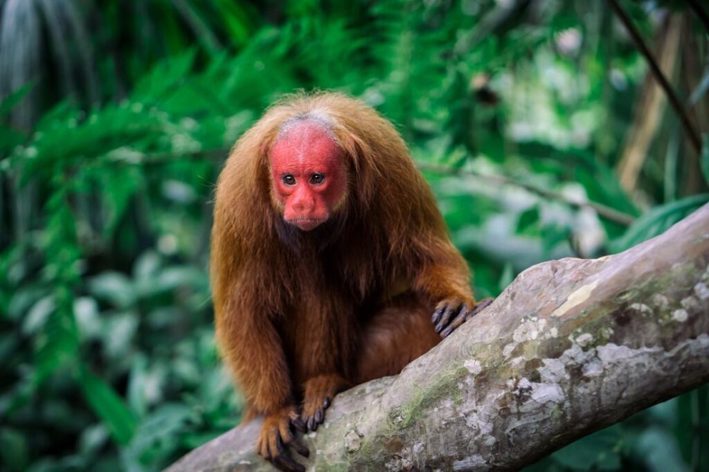 Een oeakari met een rood gezicht en kale kop.