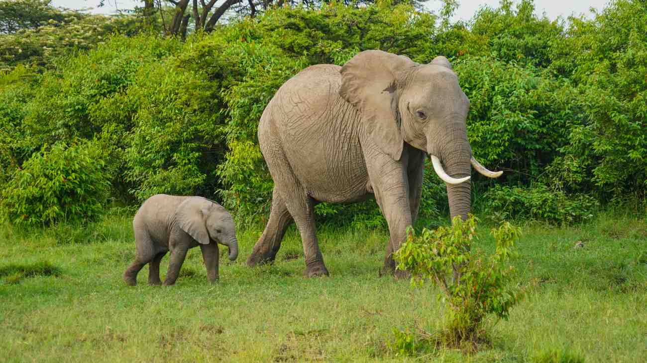Waarom leven er niet meer giraffen en olifanten in West-Afrika?