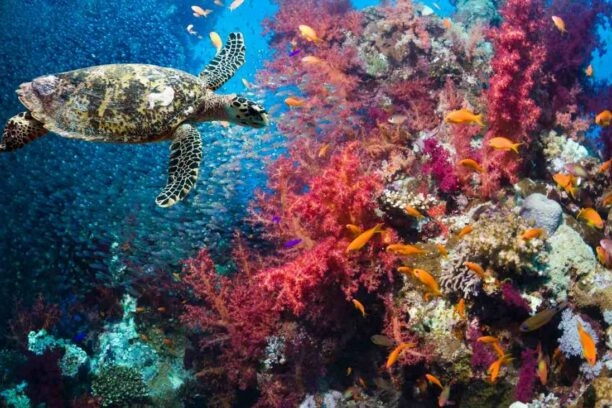 Zeedieren, veel onontdekte soorten leven in de oceaan
