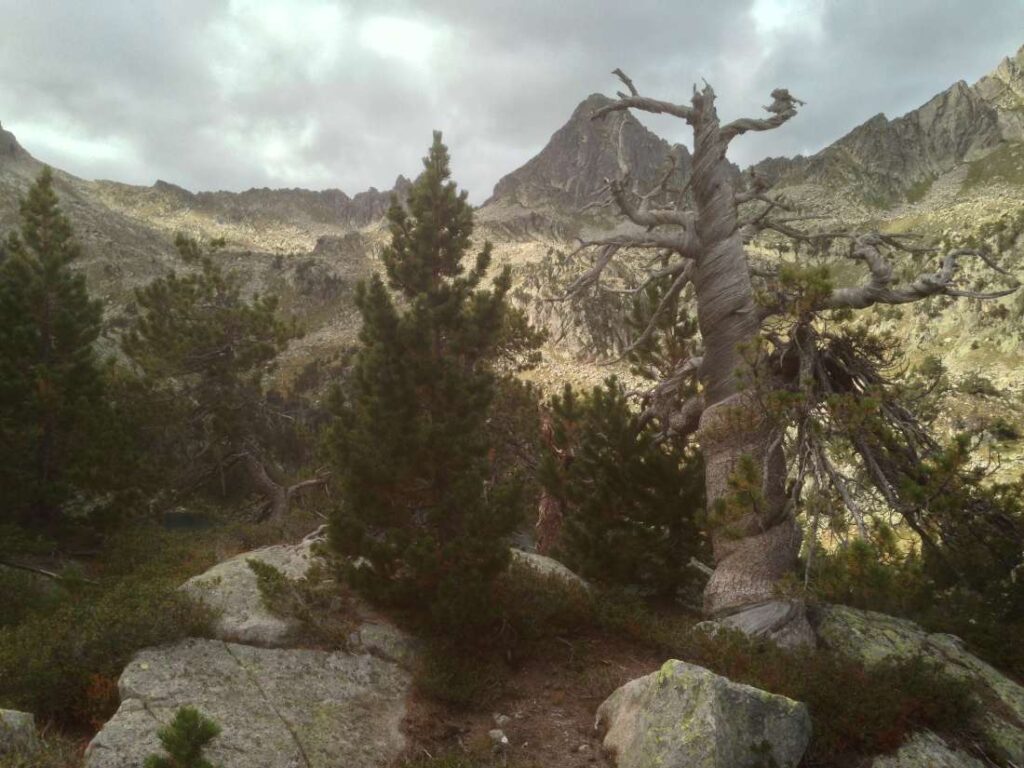 Een van de oude bomen die de onderzoekers bekeken