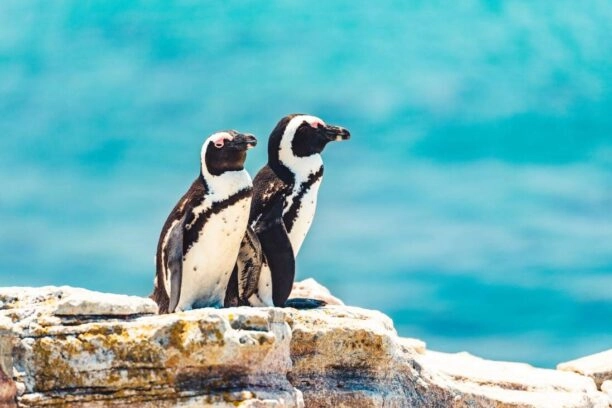 Twee zwartvoetpinguïns