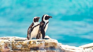 Twee zwartvoetpinguïns