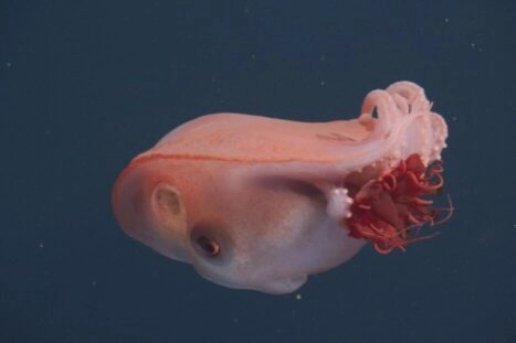 zevenarmige octopus.