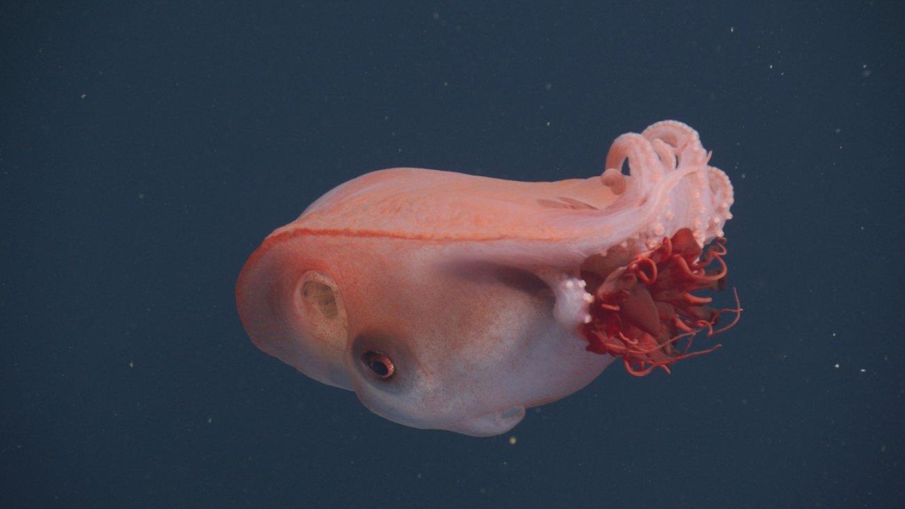 zevenarmige octopus.