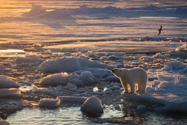Ijsbeer op Spitsbergen