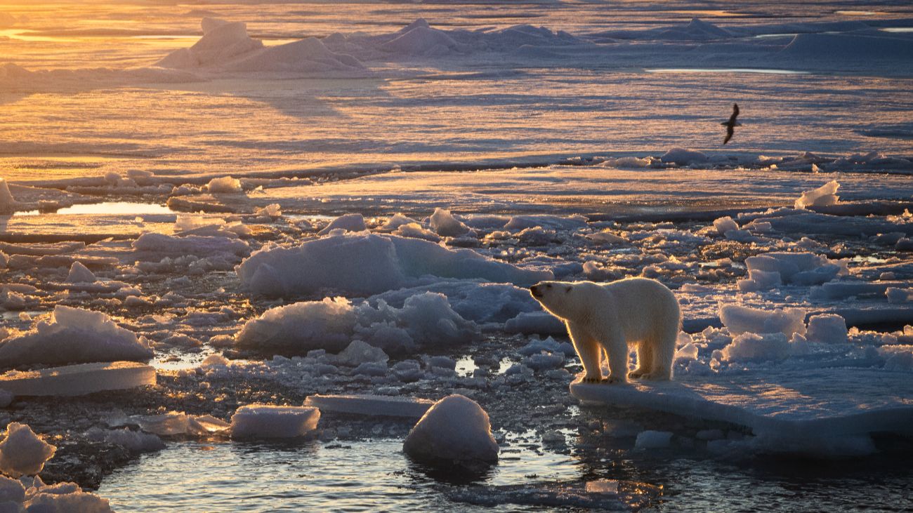 Vreemd: terwijl Spitsbergen smelt, worden de ijsberen dikker