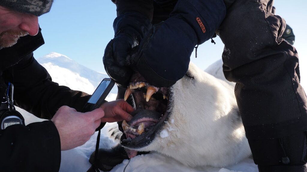 Onderzoekers meten de mond op van een verdoofde ijsbeer