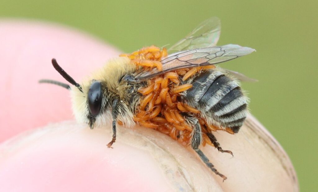 Tientallen keverlarven liften met deze bij mee