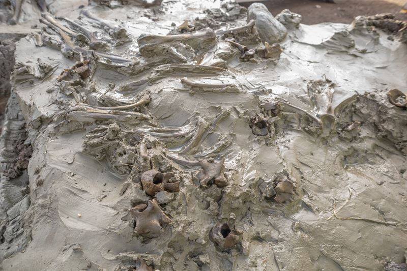 Een aantal van de hondenbotten