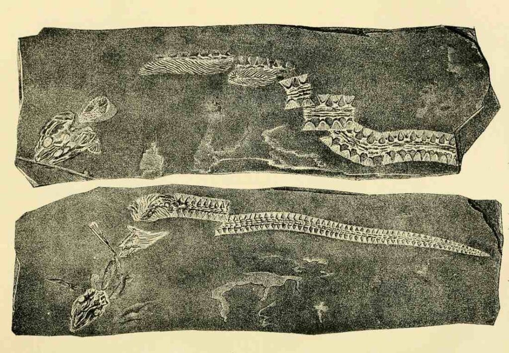 Fossiel van uitgestorven salamandergeslacht (Ptyonius) dat Cope vernoemde naar Marsh.