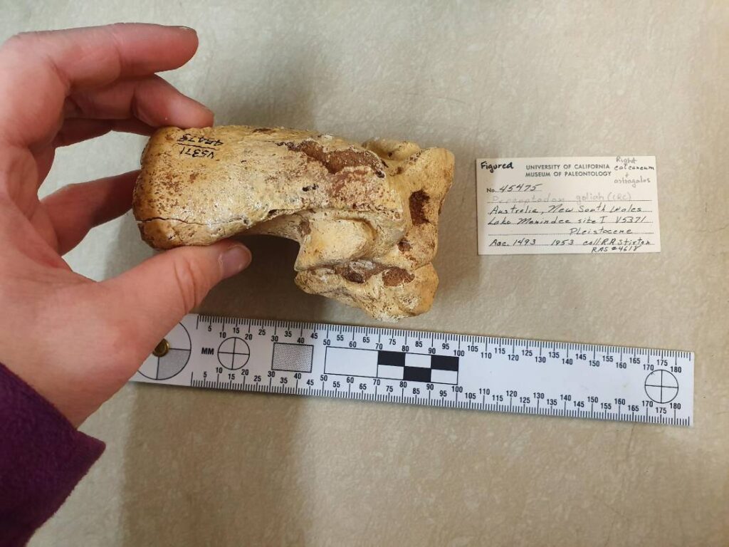 Een hielbeen van Procoptodon goliah, voor zover bekend de grootste kangoeroe