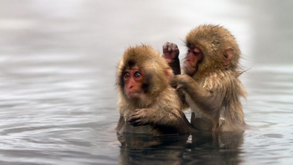 Twee jonge makaken die elkaar vlooien in een warmwaterbron