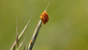 larven van gewone oliekever op grasspriet