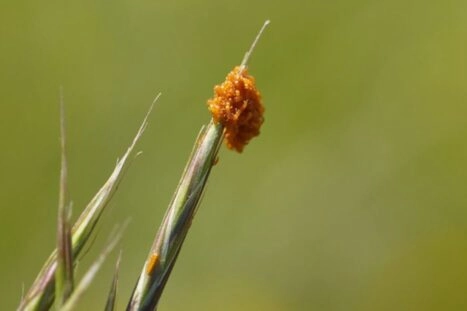 larven van gewone oliekever op grasspriet
