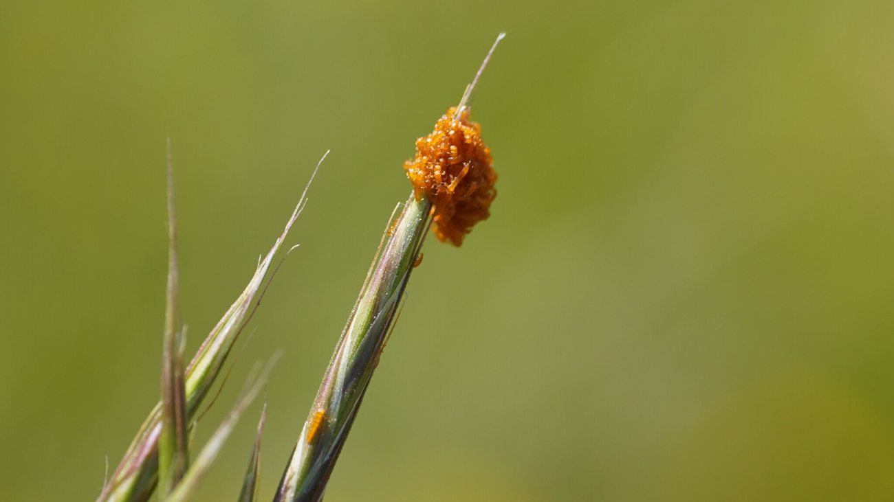 larven van gewone oliekever op grasspriet