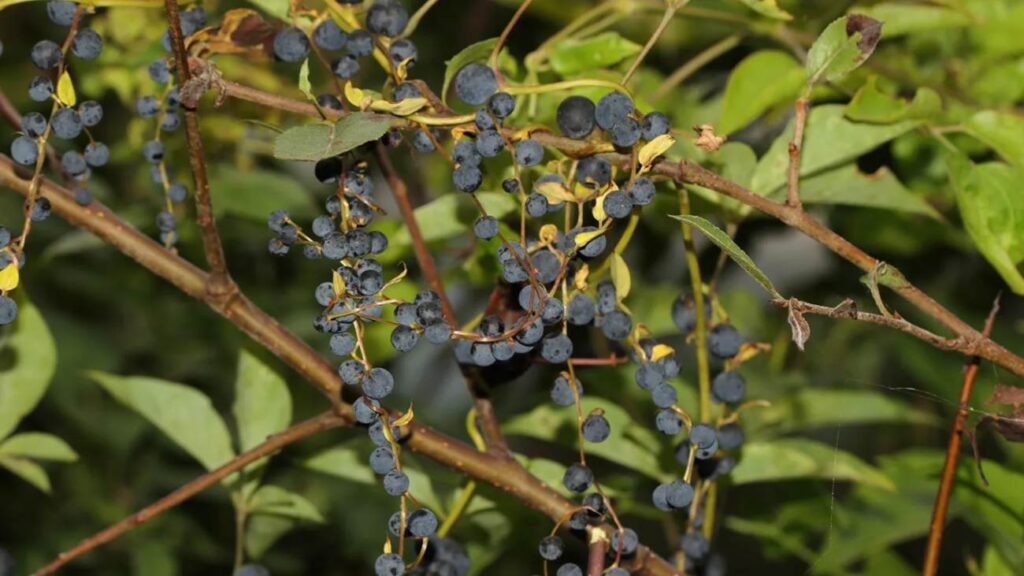 Plant met nep-bessen