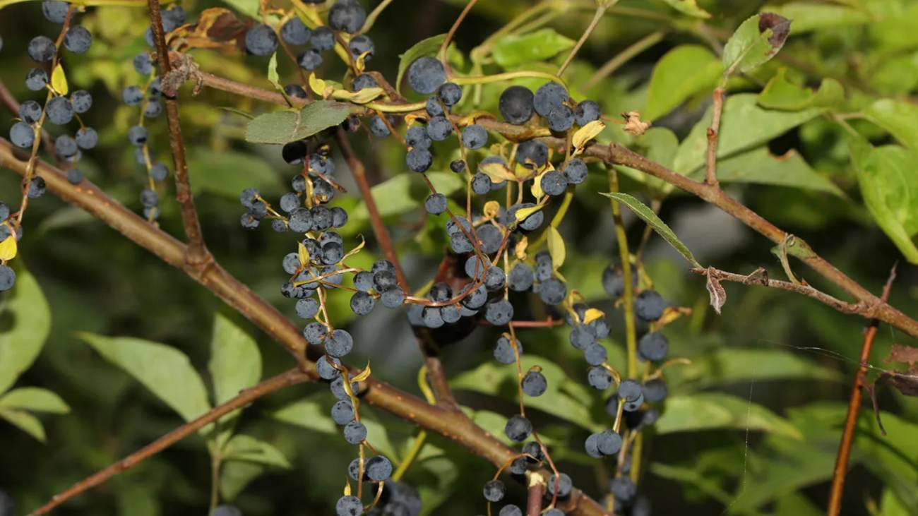 Plant met nep-bessen