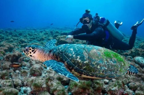 Duiker zwemt in oceaan naast schildpad