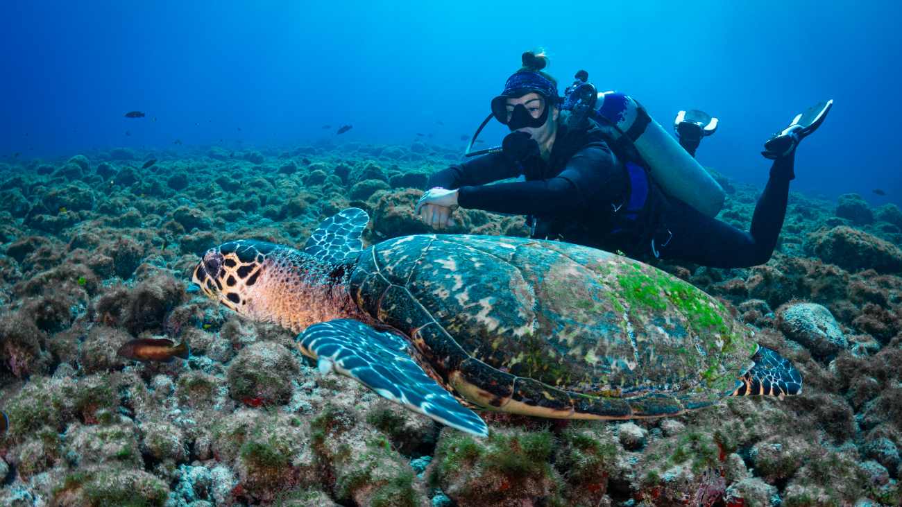 Duiker zwemt in oceaan naast schildpad