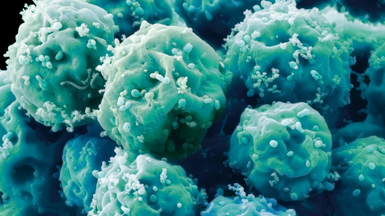 Embryonale stamcellen