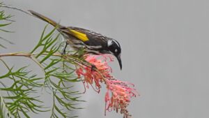 Witooghoningeter, vogel suiker