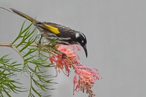 Witooghoningeter, vogel suiker