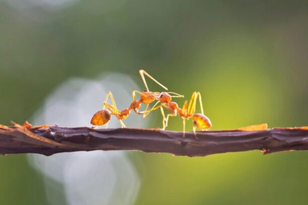 Twee mieren op een tak lijken te vechten