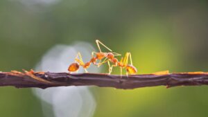Twee mieren op een tak lijken te vechten