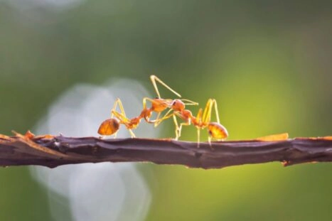 Twee mieren op een tak lijken te vechten