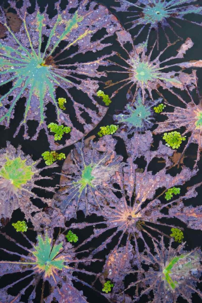 rottende lotusbladeren met daartussenin kleine vlotvarens