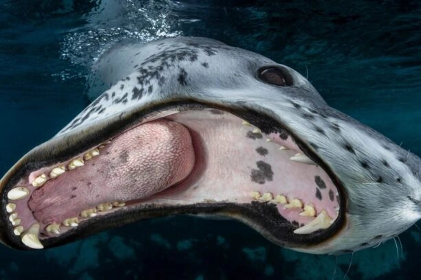 Onderwaterfoto wedstrijd