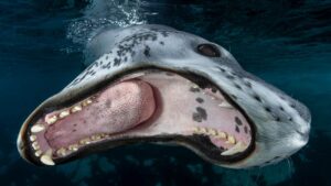 Onderwaterfoto wedstrijd