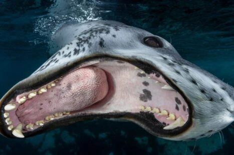 Onderwaterfoto wedstrijd