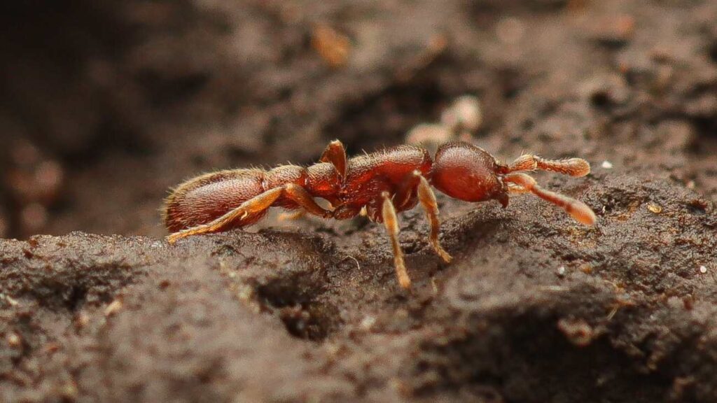 Close-up van Ooceraea biroi 