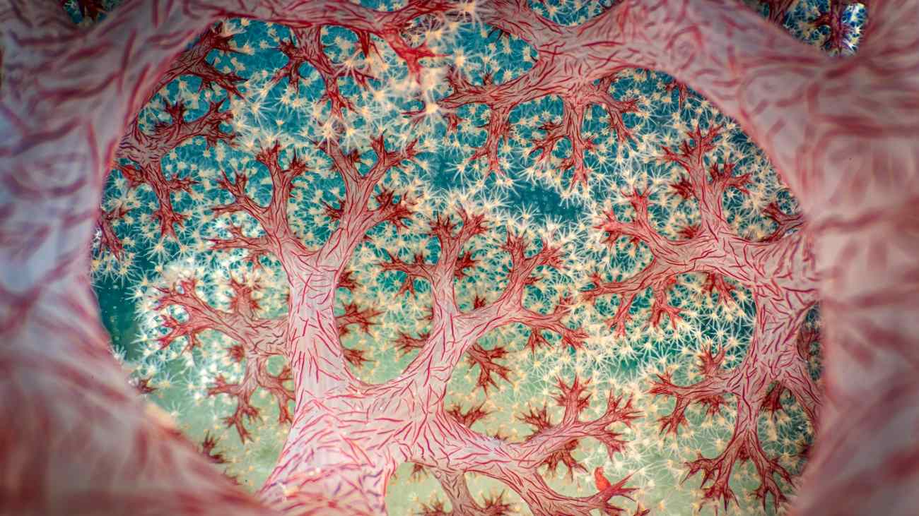 Close-up van bloemkoolkoraal winnaar van CUPOTY