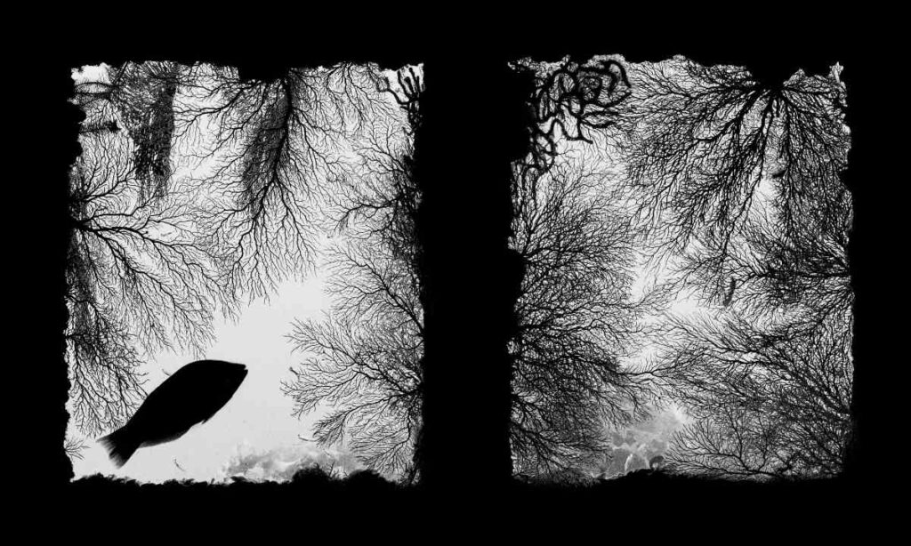 Zwart-witfoto waarop je uit twee ramen van een scheepswrak kunt kijken en onder andere koraal en een vis ziet